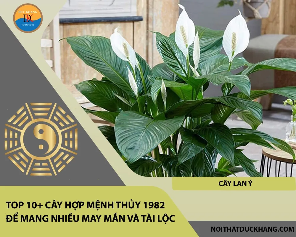 Alt: Cây Lan Ý với hoa trắng tinh khiết là lựa chọn hàng đầu cho bàn làm việc người mệnh Thủy. Chú thích: Vẻ đẹp thanh tao của Lan Ý không chỉ làm đẹp không gian mà còn mang ý nghĩa thu hút điềm lành, sự bình an.