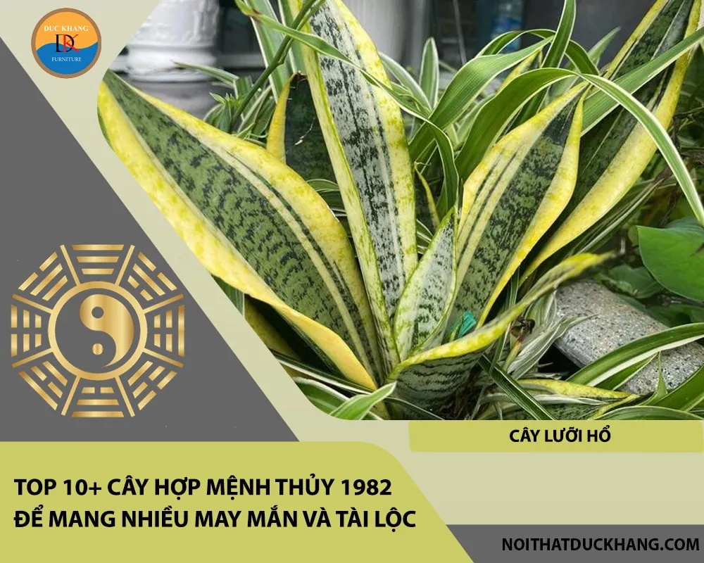 Alt: Cây Lưỡi Hổ vươn thẳng mạnh mẽ, thể hiện uy quyền. Chú thích: Lưỡi Hổ là loại cây phong thủy có khả năng xua đuổi năng lượng tiêu cực, bảo vệ gia chủ 1982 khỏi những phiền toái.