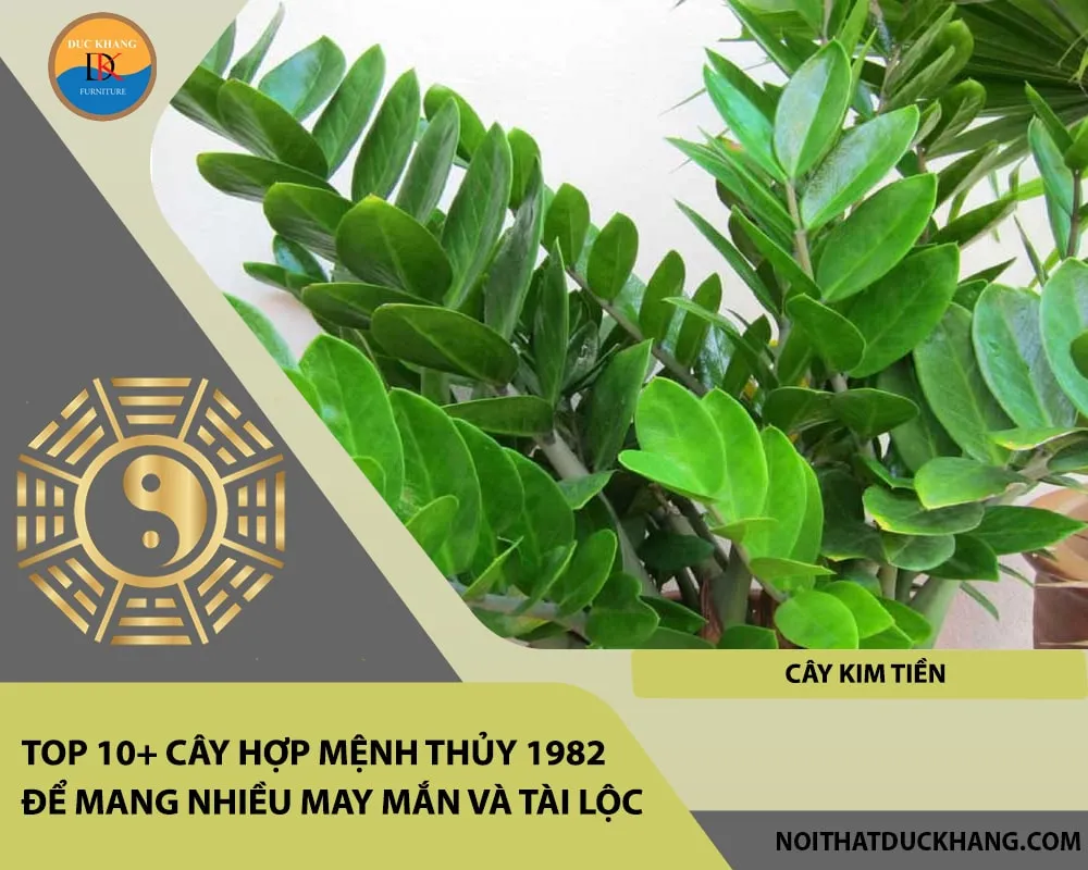Alt: Cây Kim Tiền lá xanh mướt, tượng trưng cho sự nảy nở của tài lộc. Chú thích: Kim Tiền là biểu tượng phổ biến nhất của sự giàu sang, rất thích hợp cho người kinh doanh tuổi 1982.