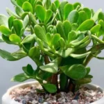 Cây ngọc bích: Đặc điểm, ý nghĩa phong thủy và cách trồng chăm sóc chi tiết