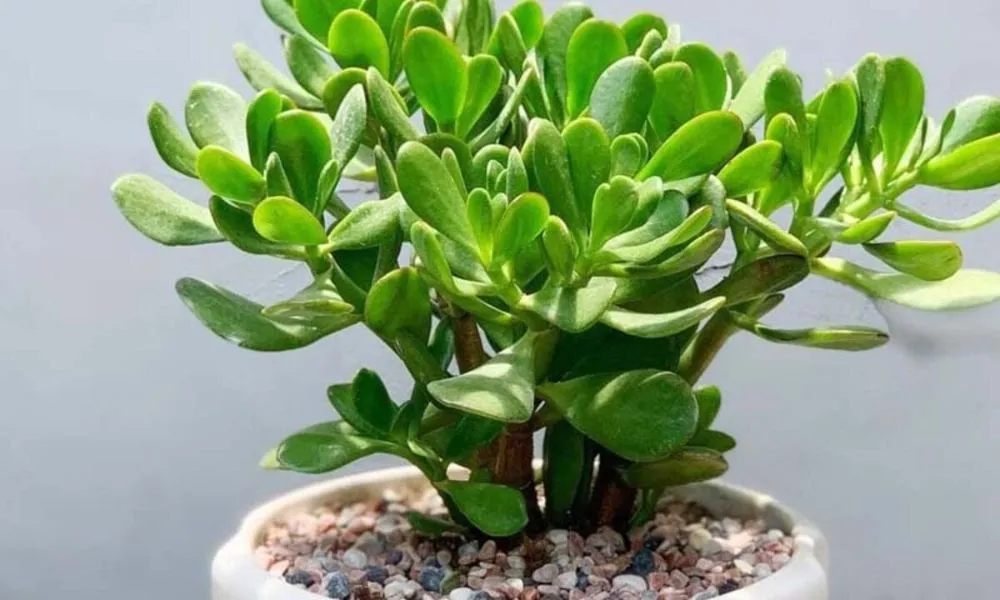 Cây Ngọc Bích Hoa Đỏ: Ý Nghĩa Phong Thủy Và Kỹ Thuật Chăm Sóc 2026 14 Cây ngọc bích: Đặc điểm, ý nghĩa phong thủy và cách trồng chăm sóc chi tiết