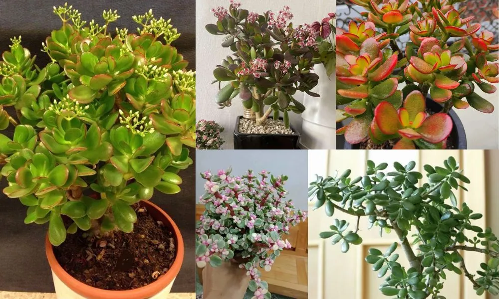 Một số loại cây ngọc bích phổ biến