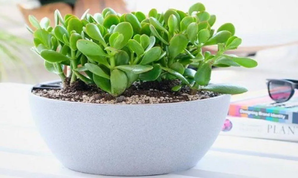 Cây ngọc bích mang ý nghĩa tài lộc, thịnh vượng