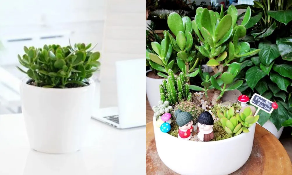 Cây ngọc bích đặt trên bàn làm việc