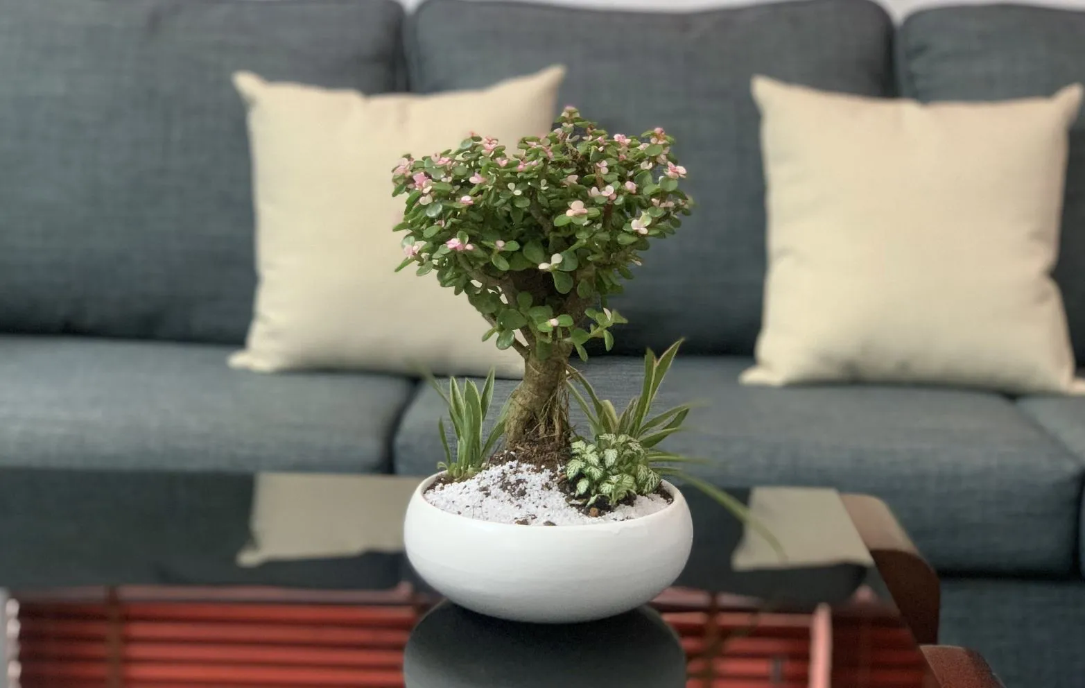 Cây ngọc bích đặt ở phòng khách