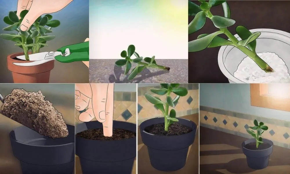 Kỹ thuật trồng cây ngọc bích bằng phương pháp giâm cành