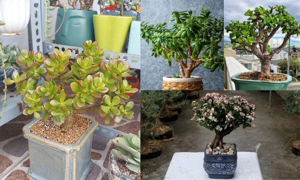 Cây ngọc bích bonsai