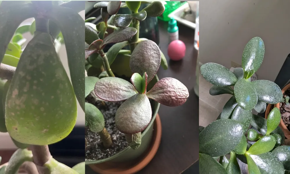 Một số bệnh thường gặp trên cây ngọc bích