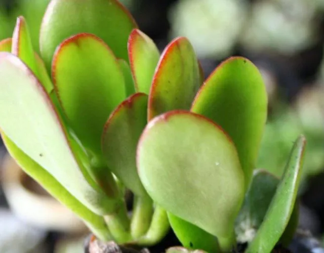 Lá phát triển thành cây Ngọc Bích con