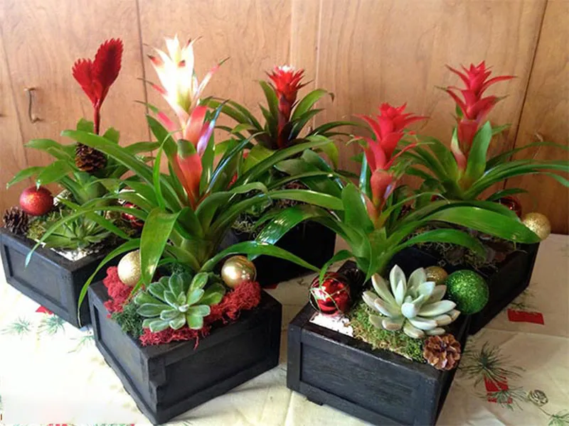 Cây phong lộc hoa