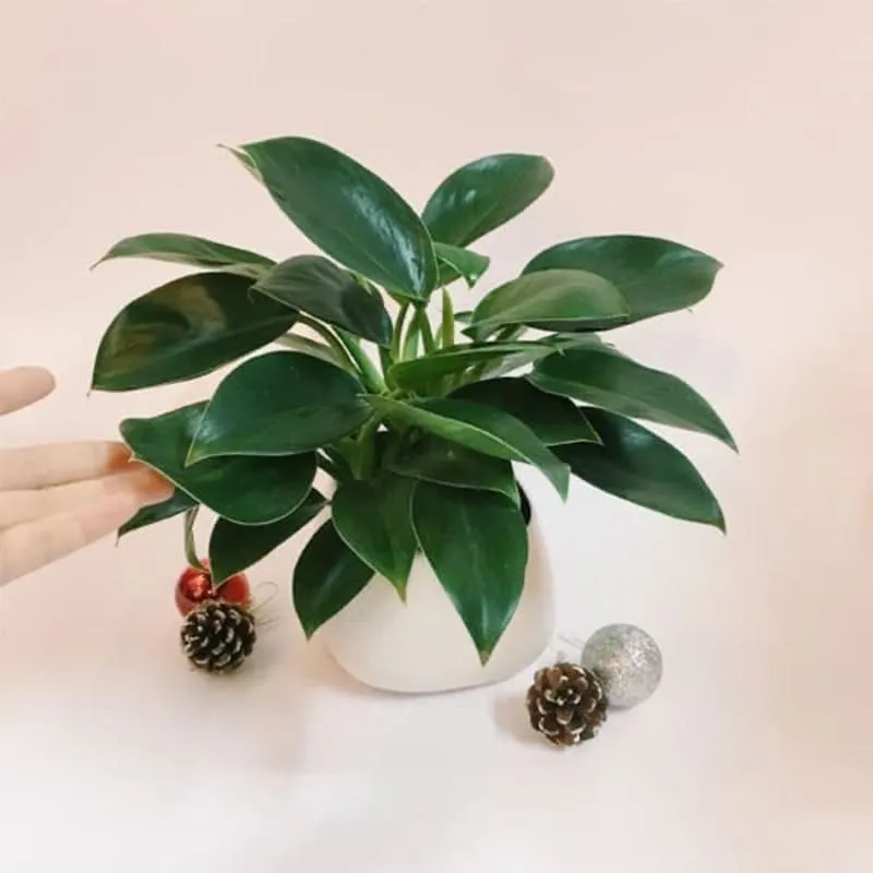 Mệnh kim hợp với cây Trầu Bà Đế Vương sang trọng