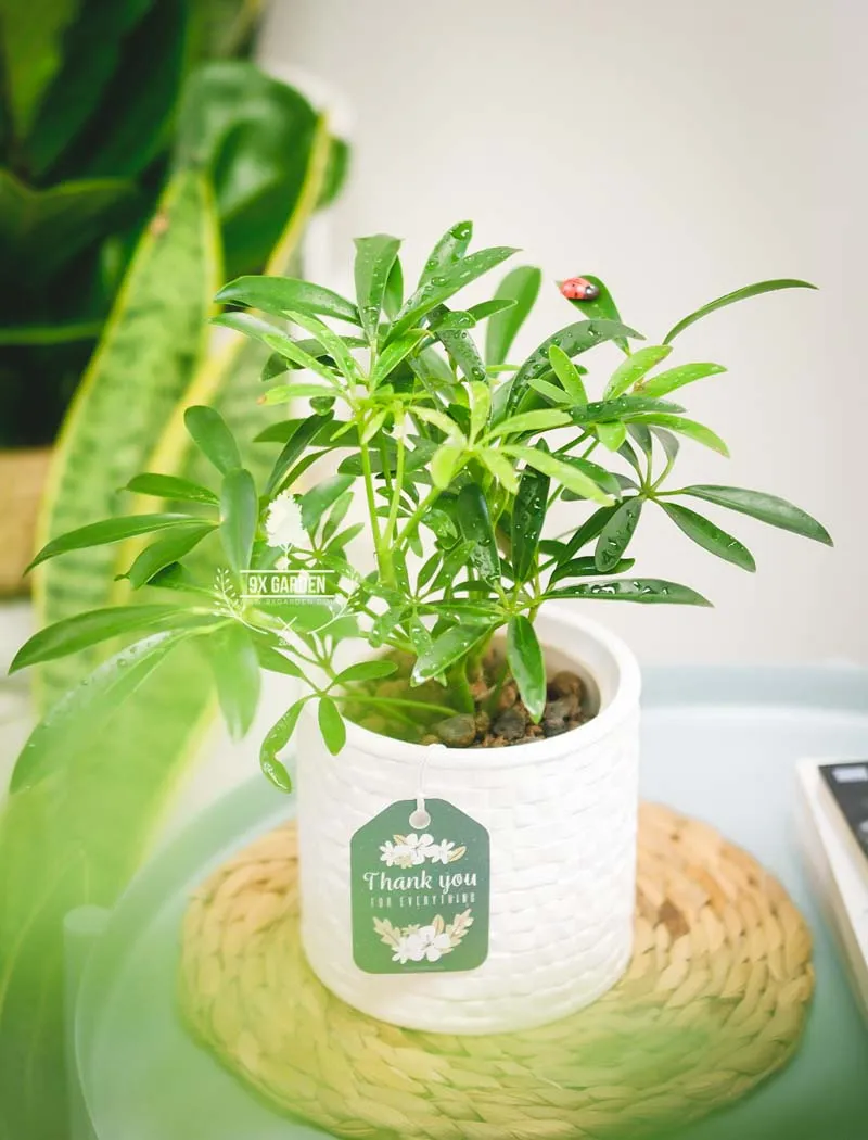 Cây Ngũ Gia Bì - Tăng cường tinh thần lạc quan