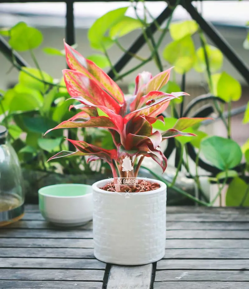 Cây Phú Quý - Màu sắc nổi bật cho không gian làm việc