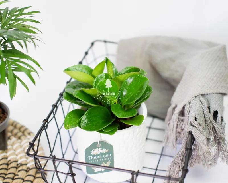 Cây Trường Sinh Xanh - Biểu tượng tình cảm bền vững