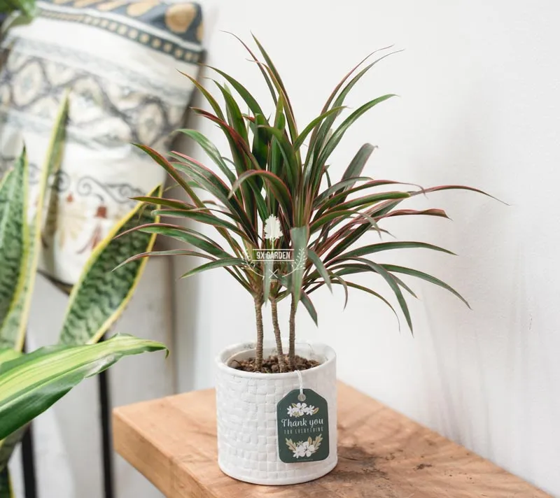 Cây Ánh Dương đẹp