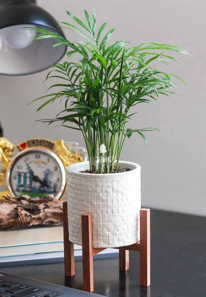 Cau Tiểu Trâm để bàn