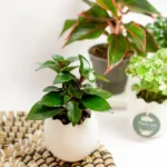 Cây Cá Vàng hợp mệnh Thổ