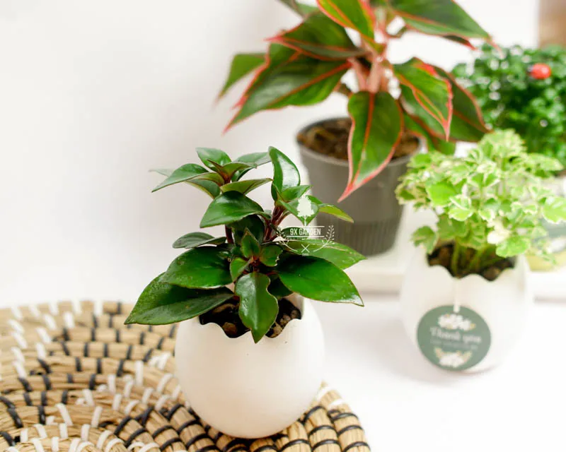 Cây Cá Vàng hợp mệnh Thổ