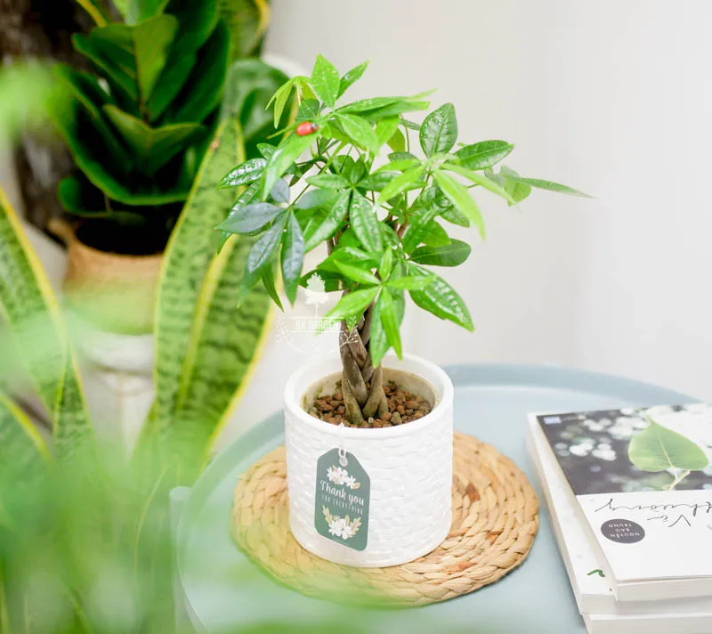 Cây Kim Ngân phong thủy