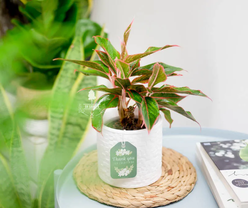 Cây Phú Quý đỏ