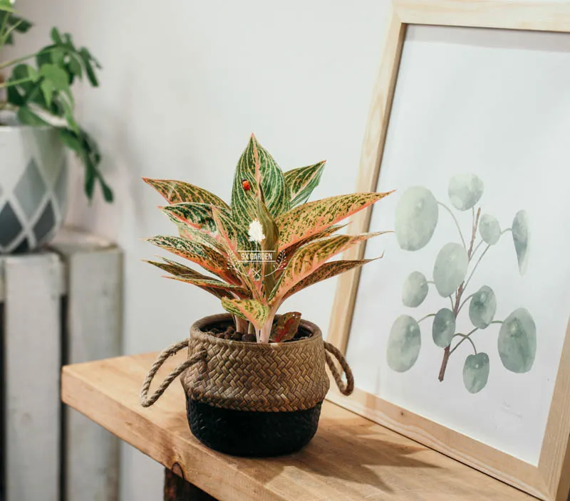 Cây Thịnh Vượng hợp mệnh Thổ