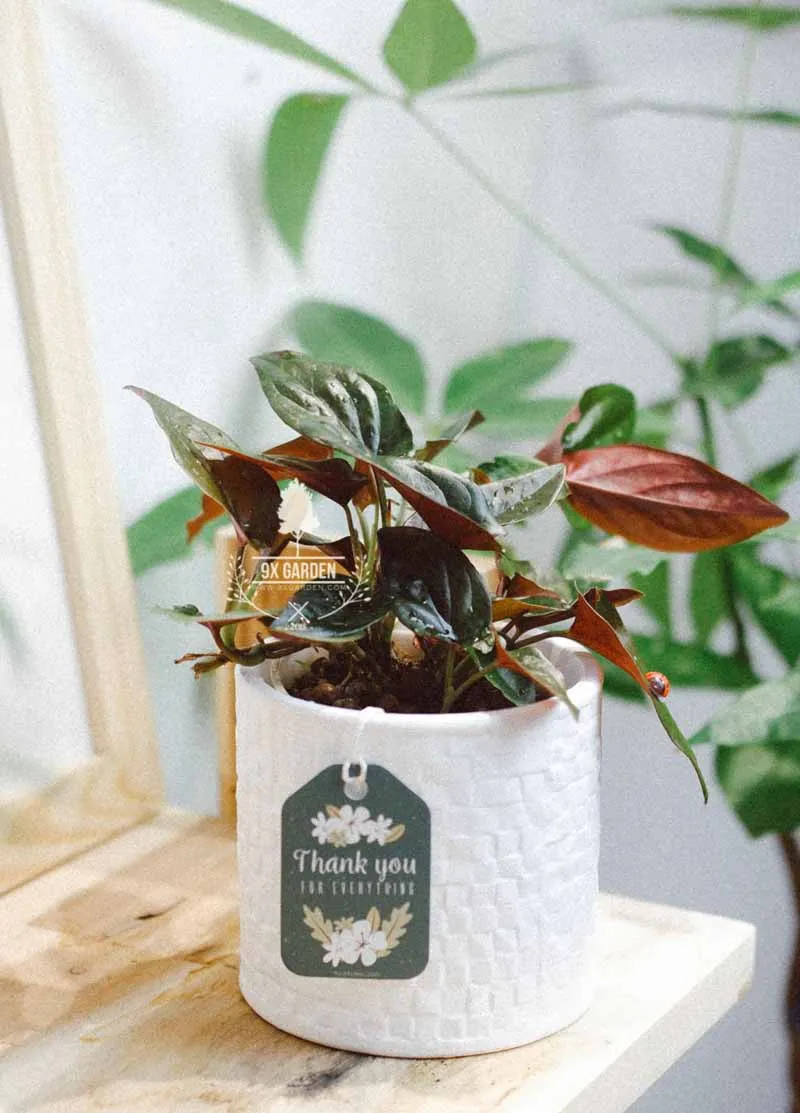 Trầu Bà Tím phong thủy