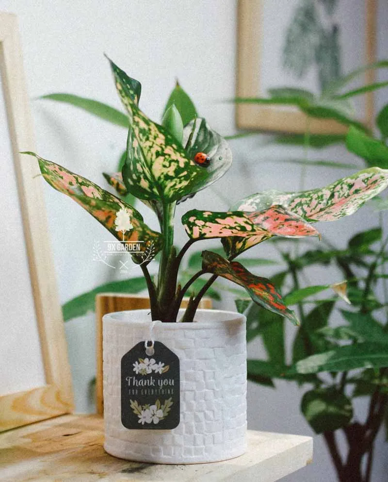 Cây Vạn Lộc cho người mệnh Thổ