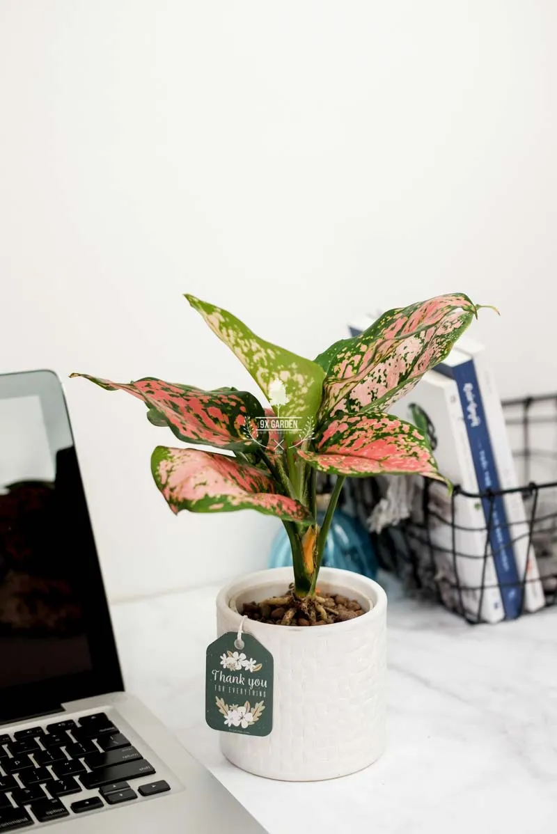 Cây Vạn Lộc đỏ