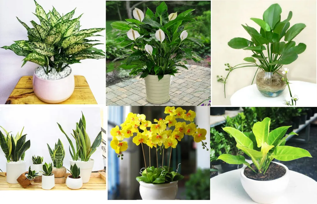 Vạn niên thanh bồ đốm vàng phù hợp mệnh Thổ