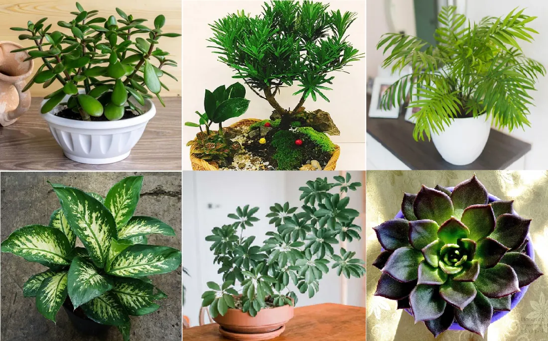 Bố trí cây phong thủy trong nhà