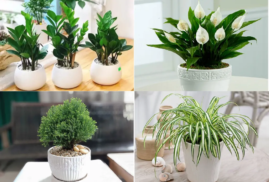 Kích hoạt năng lượng cây phong thủy