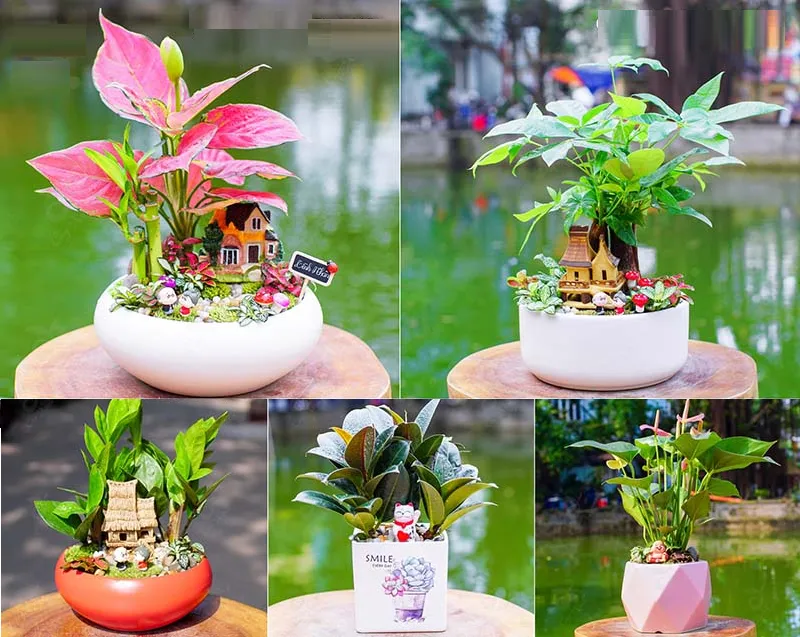 Cây hành Hỏa bổ trợ mệnh Thổ