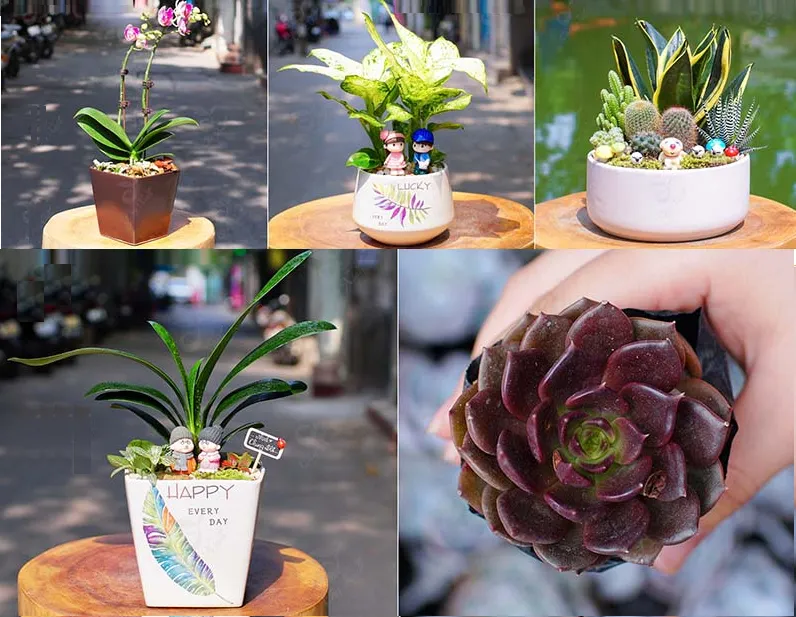 Cây phong thủy hợp mệnh Thổ 1998