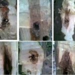 cấy tạo trầm hương