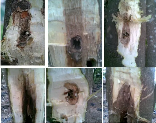 Giá Thuốc Tạo Trầm Hương Và Kỹ Thuật Cấy Tạo Chuẩn 2026 18 cấy tạo trầm hương