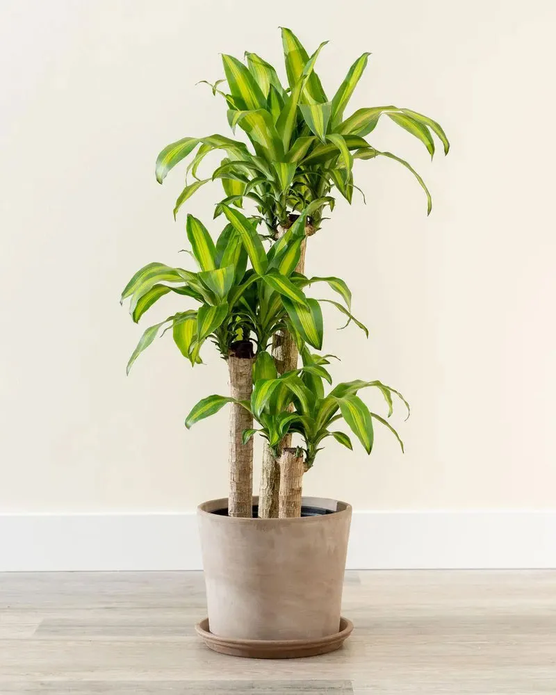 Cây thiết mộc lan