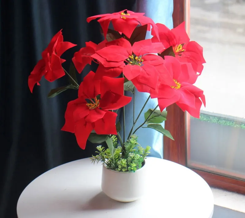 Cây trạng nguyên