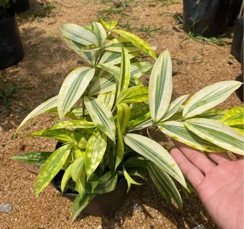 Cây trúc nhật vàng