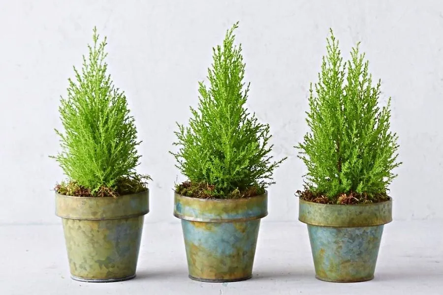 Cây Tùng Thơm tạo không gian làm việc đẹp mắt và tĩnh lặng cho người mệnh Mộc