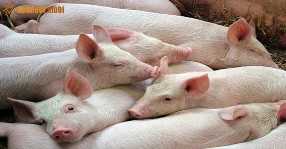 Chiêm bao thấy heo đẻ và ý nghĩa phong thủy