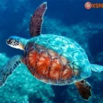 Chiêm bao thấy rùa có điềm báo tâm linh gì?