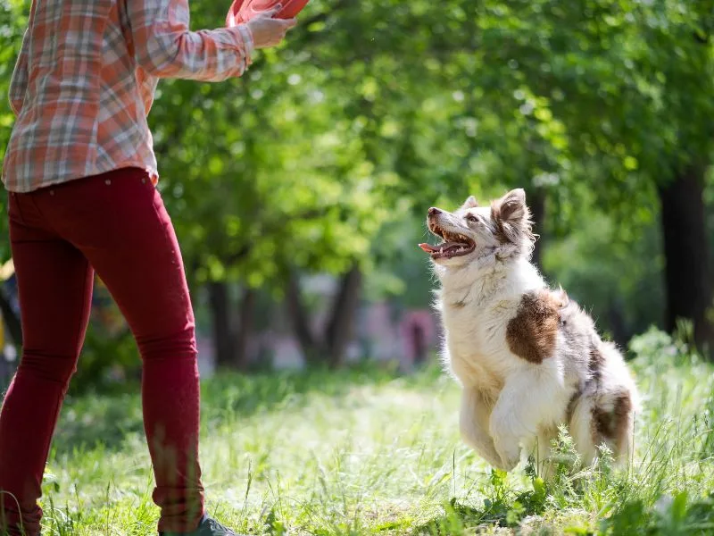 Nằm Mơ Thấy Chó Đuổi Là Điềm Gì? Giải Mã Chi Tiết Và Con Số May Mắn 9 Chó đuổi nhưng không cắn là điềm thoát nạn