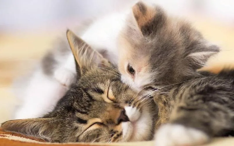 Các con số may mắn khi nằm mơ thấy mèo con