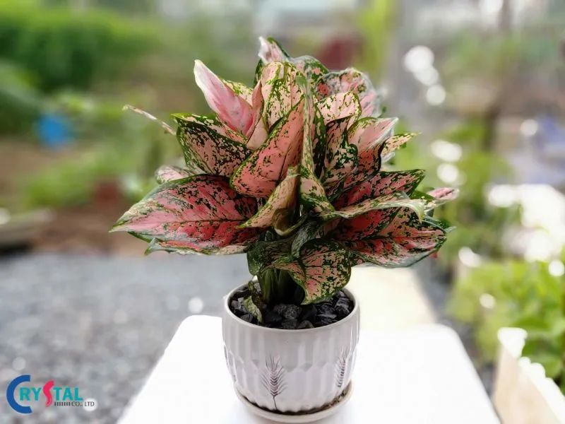 Cây Vạn Lộc đỏ hợp phong thủy mệnh Thổ