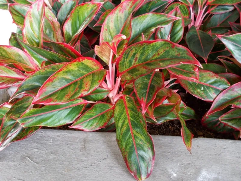 Cây Phú Quý với sắc đỏ tương sinh hành Thổ