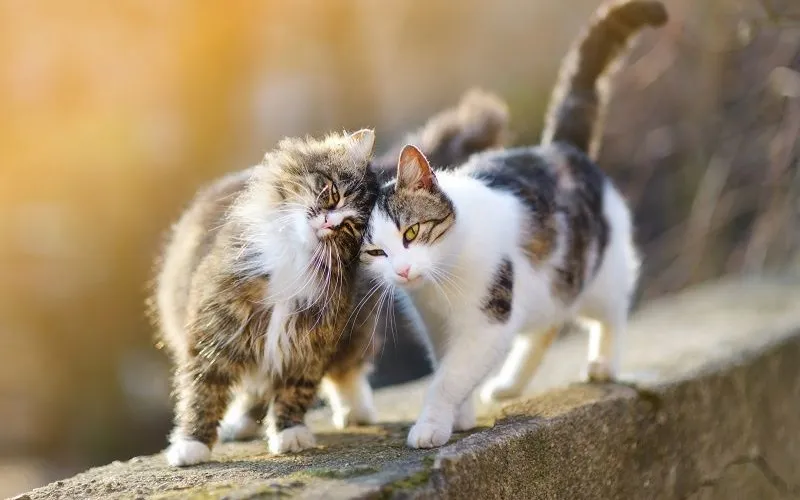 Người tuổi Mão nổi bật với sự nhanh nhẹn và khả năng giao tiếp khéo léo nhưng cần học cách quyết đoán hơn