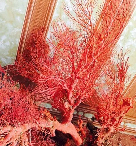 Vòng tay san hô đỏ được sử dụng trong y học cổ truyền