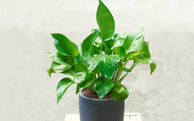 Cách trồng và chăm sóc cây trầu bà leo