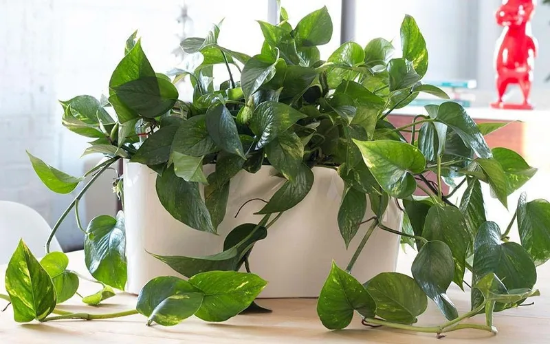 Nhân giống cây trầu bà leo