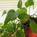 Giới thiệu về cây trầu bà leo